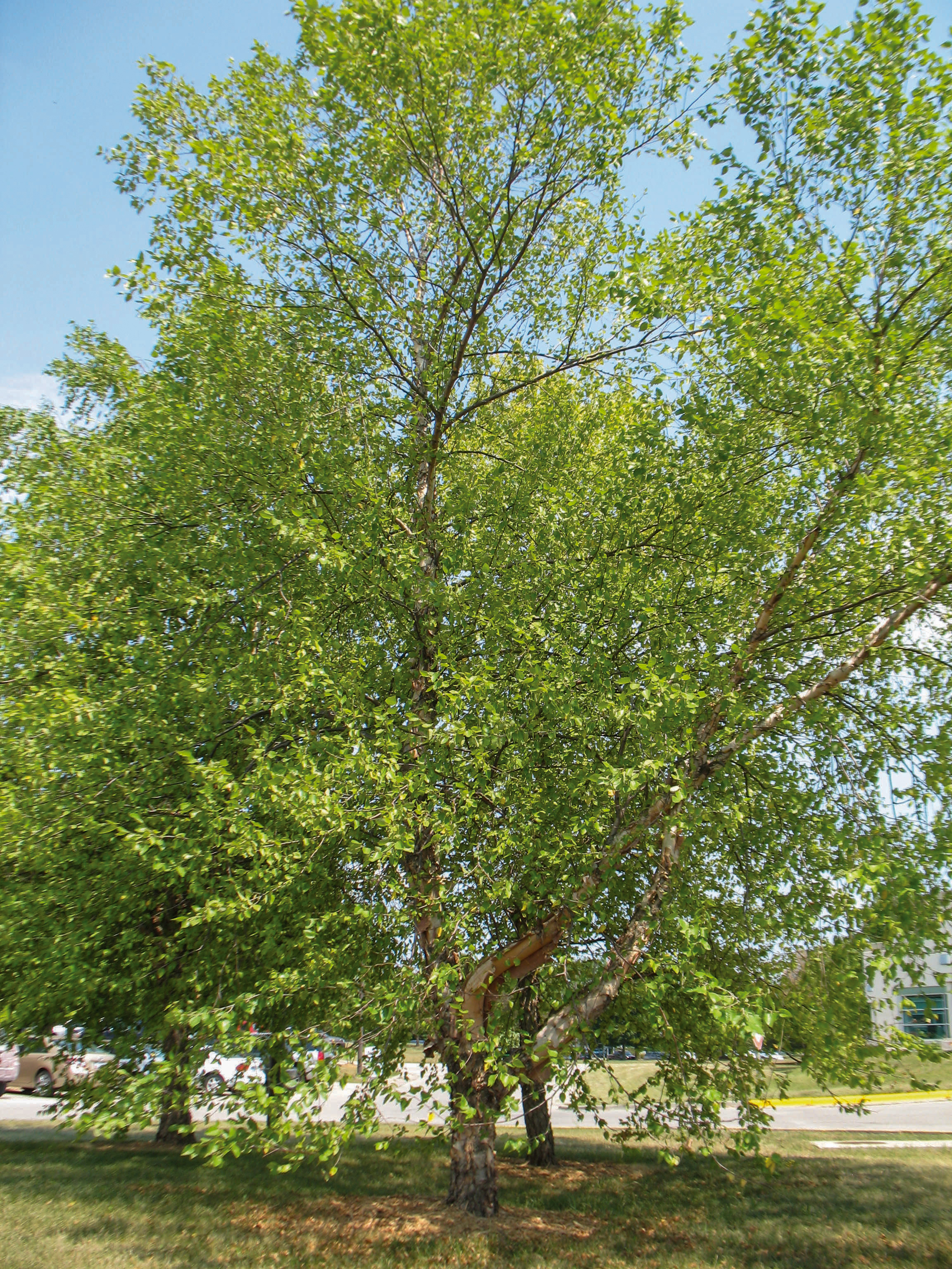How to identify a river birch and other Iowa trees | Iowa DNR